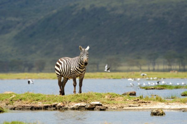 3 Days Tanzania (Serengeti- Ngorongoro)