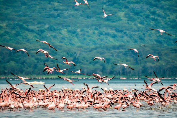 4-Day Maasai Mara & Lake Nakuru Adventure