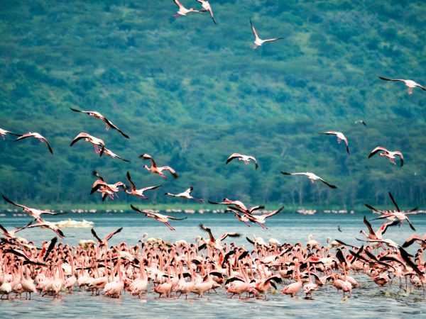 4-Day Maasai Mara & Lake Nakuru Adventure