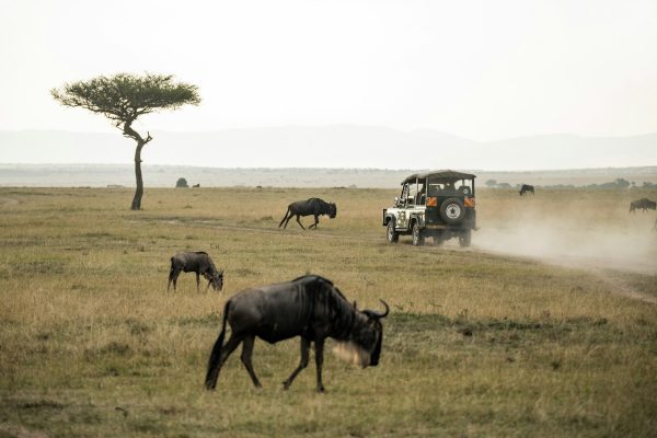 3-Day Maasai Mara Explorer: The Heart of the African Savannah