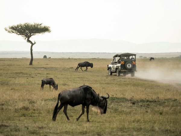 3-Day Maasai Mara Explorer: The Heart of the African Savannah
