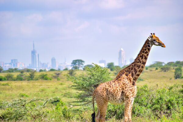 Nairobi National Park: The “Skyline Safari” (Half-Day)
