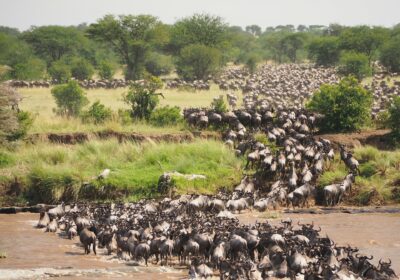 Beyond the Horizon: The Ultimate Guide to the Great Migration