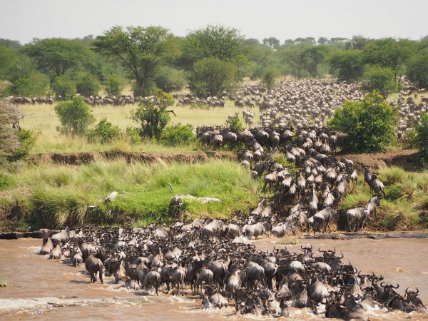 4 Day Tanzania Safari: Manyara, Ngorongoro & Serengeti