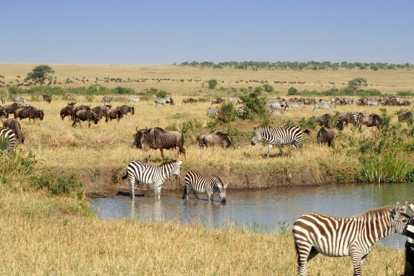 2-Day Special Maasai Mara Safari Package