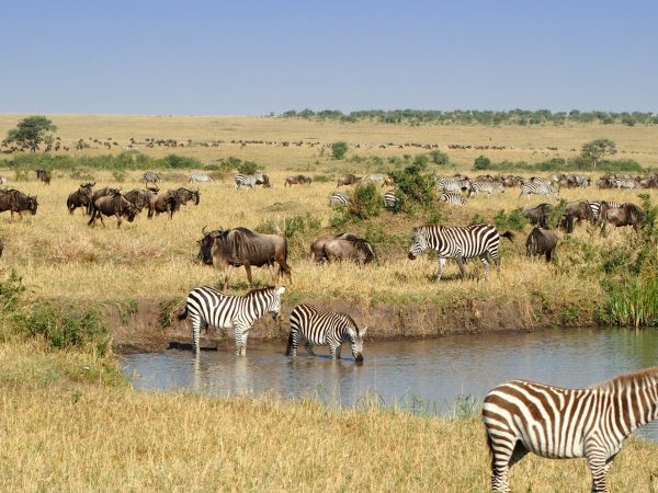 2-Day Special Maasai Mara Safari Package