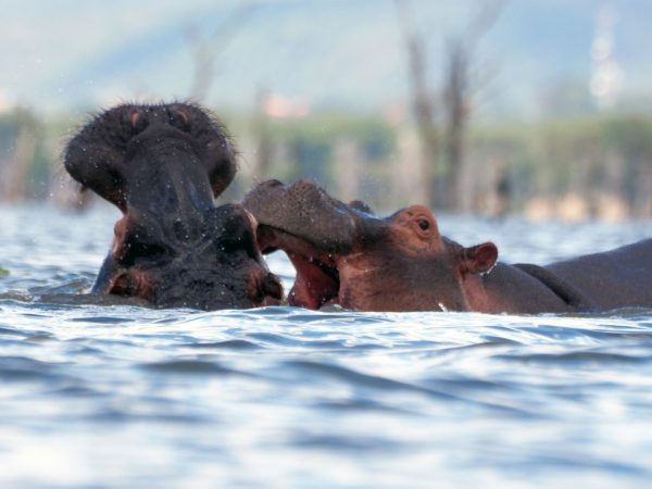 6-Day “Famous Safari”: The Grand Kenya Circuit