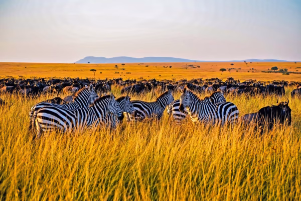 Magical 4-Day Maasai Mara and Lake Nakuru Safari (From $500 PP)