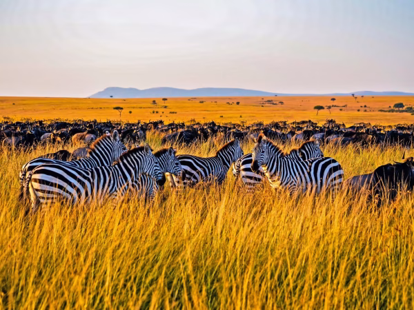 4-Day Maasai Mara and Nakuru Safari
