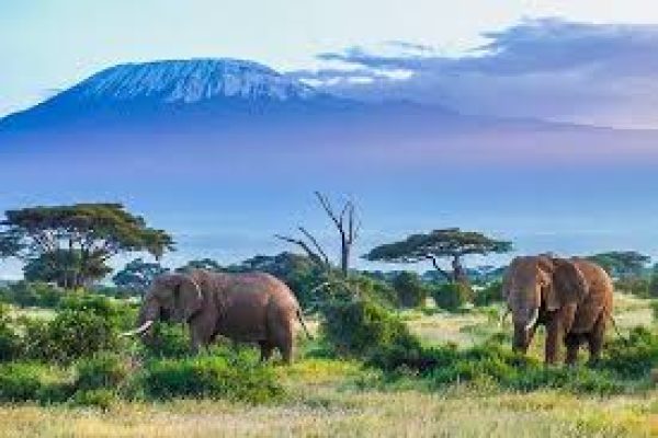 6-Day Maasai Mara, Lake Nakuru and Amboseli Safari