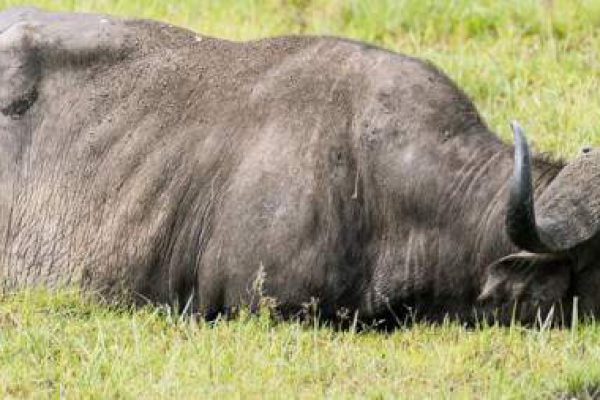 3-Day Amboseli Safari (From $330 pp)
