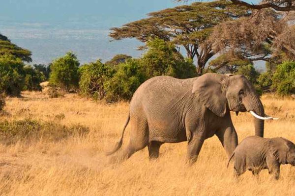 2-Day Amboseli Safari (From $490 PP)