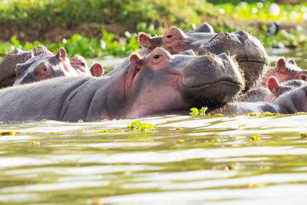 4-Day Maasai Mara and Lake Nakuru Safari (from 500 usd) pp