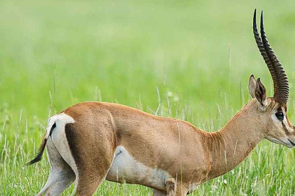 5-Day Maasai Mara, Lake Naivasha and Lake Nakuru Safari from 650 usd pp