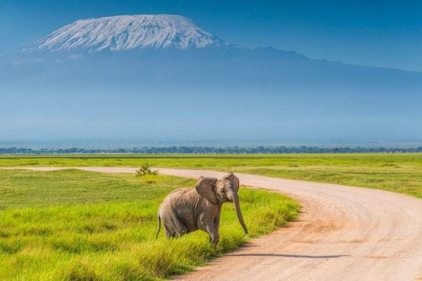 Scenic 3-Day Amboseli Safari (From $330 pp)