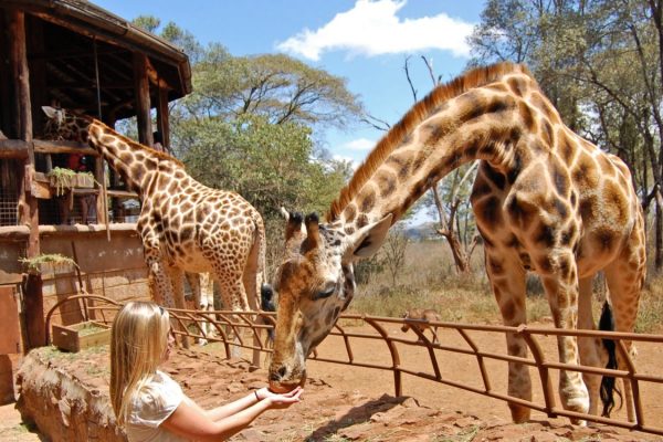 Refreshing Giraffe Centre and Elephant Orphanage Project Day Trip (From $150 PP)