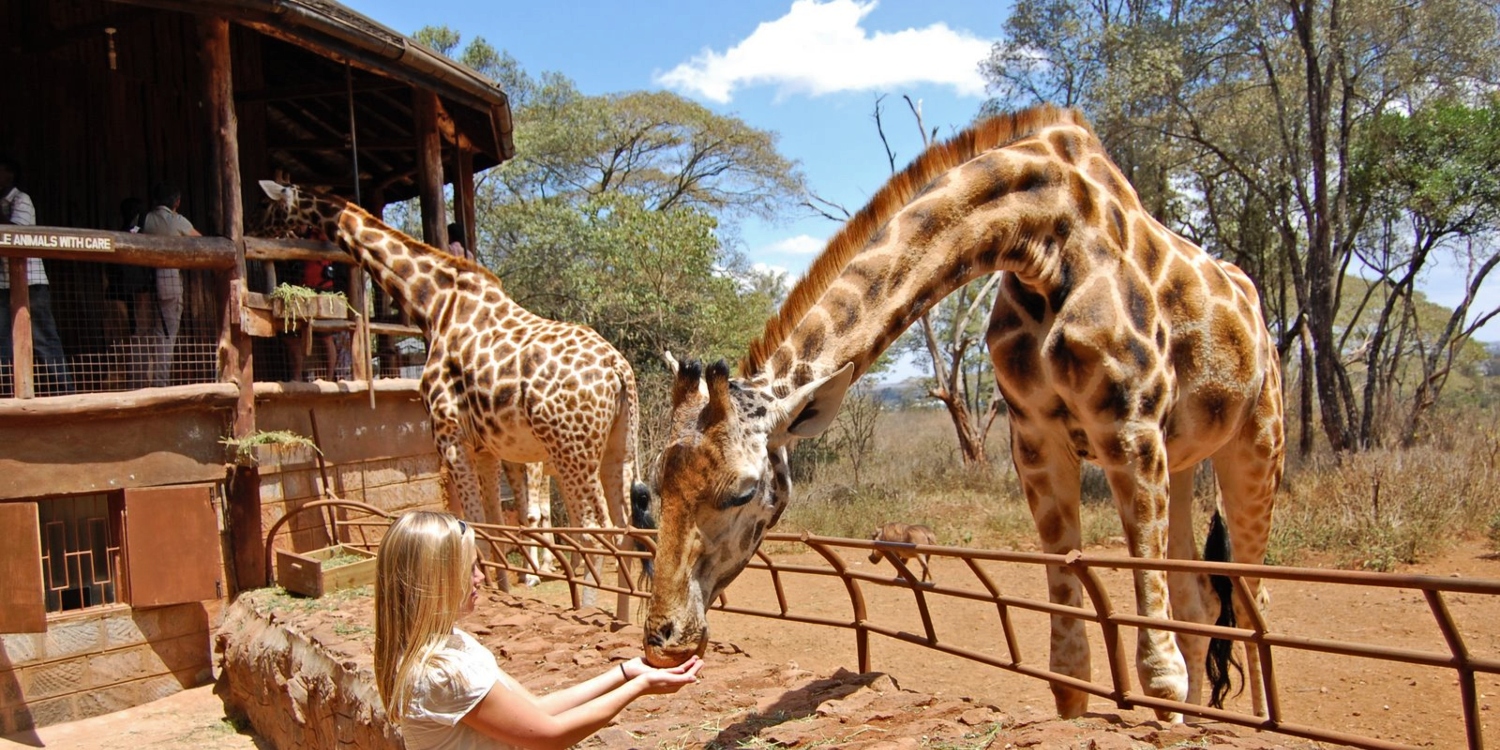 Refreshing Giraffe Centre and Elephant Orphanage Project Day Trip
