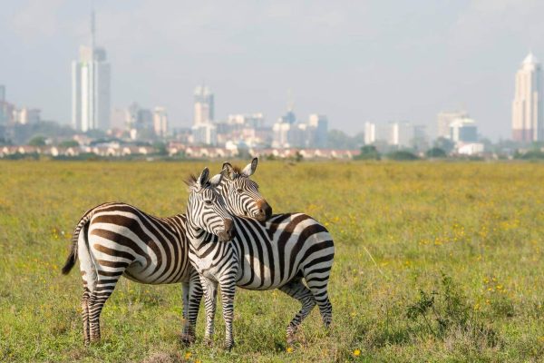 Nairobi National Park Day Trip (From $200 PP)