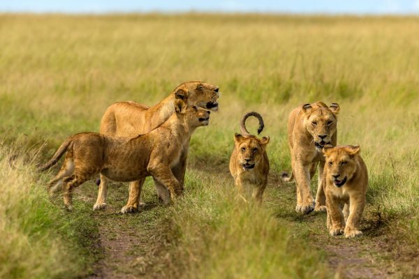 Thrilling 3-Day Maasai Mara Safari (From $380 PP)