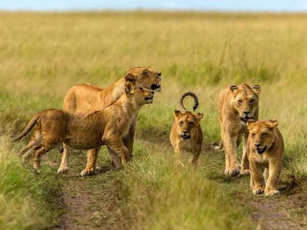 3-Day Maasai Mara Safari