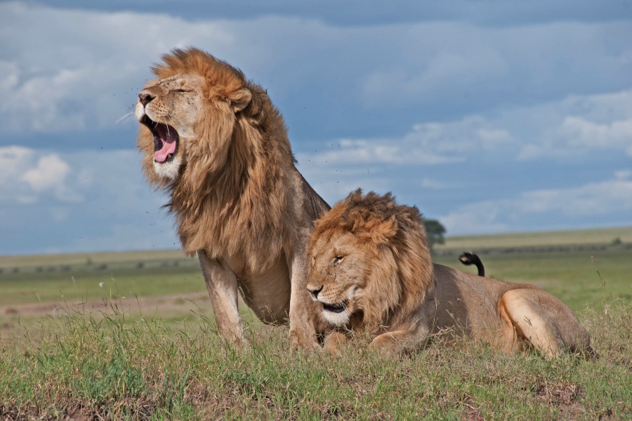 7-Day Maasai Mara, Lake Nakuru, Lake Naivasha and Amboseli Safari