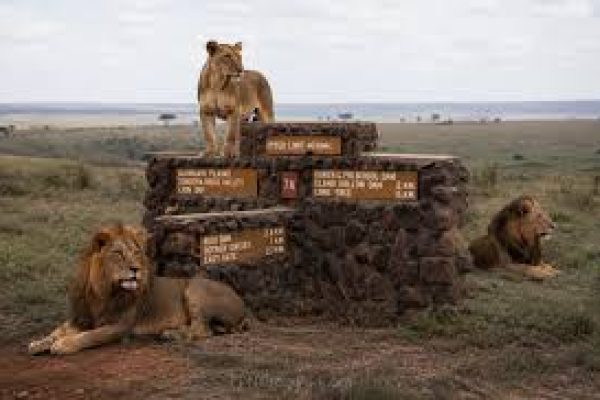 Nairobi National Park (From $200 PP)