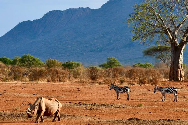 Immersive 3-Day Tsavo East and Tsavo West Private Safari (From $800 PP)