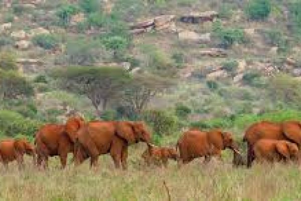 Tsavo East and Tsavo West Safari (From $800 PP)