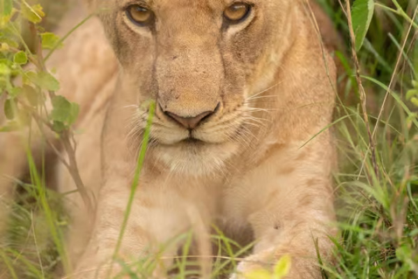 4-Day Lake Manyara, Ngorongoro Crater and Serengeti National Park Safari (From $800 PP)