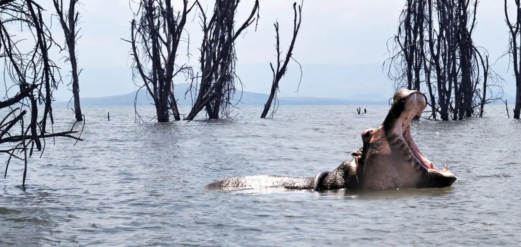 Naivasha (Lake Naivasha)