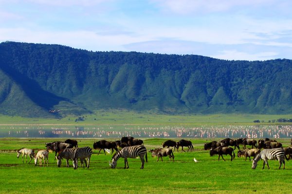 11-Day Kenya – Tanzania Safari (From $1,150 PP)