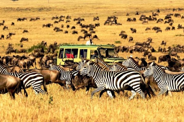 4-Day Lake Manyara – Serengeti – Ngorongoro Crater Tanzania Safari (From $800 PP)