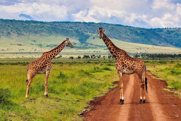 2-Day Maasai Mara Lodge Private Safari (From $600 PP)