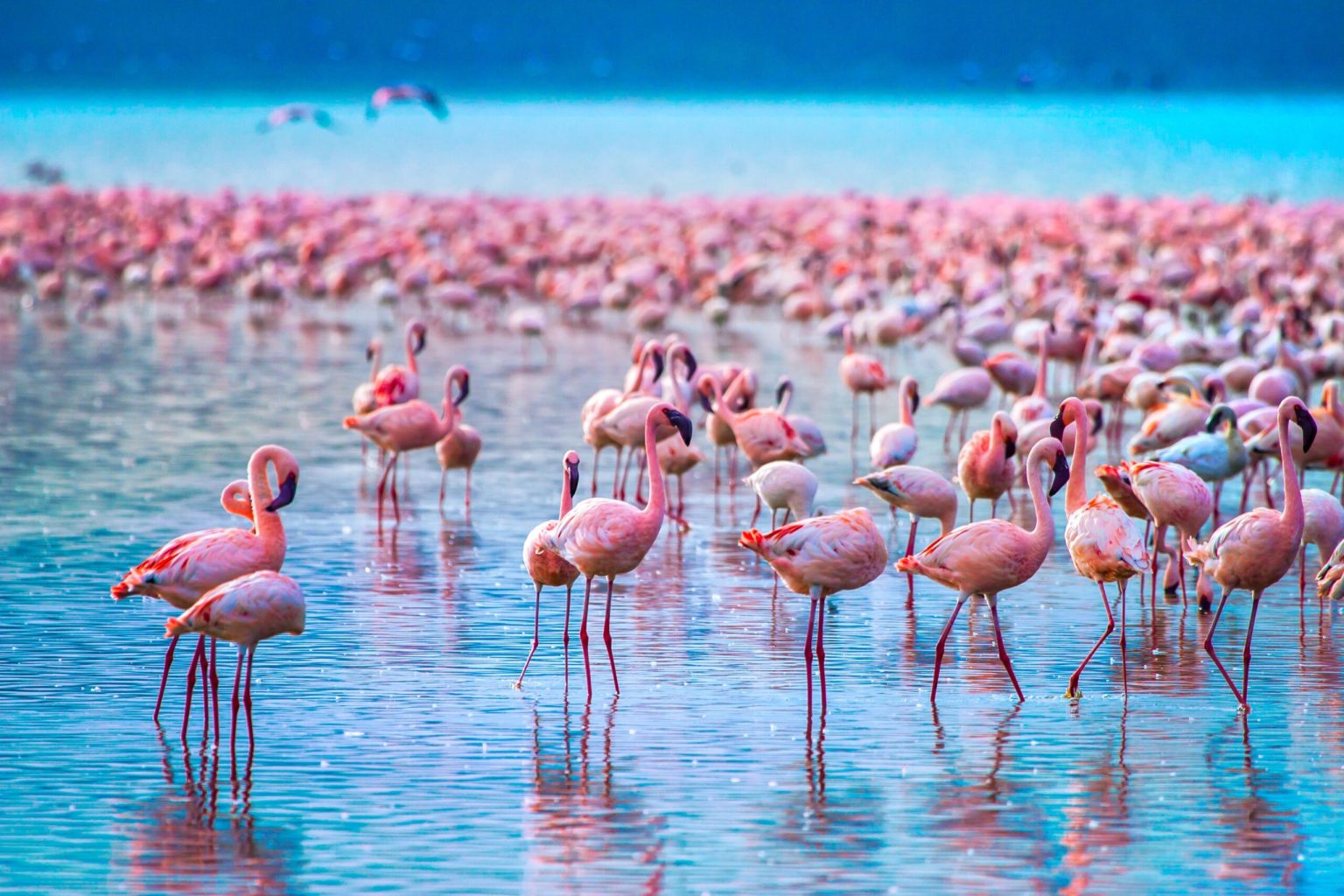 serene lake nakuru national park