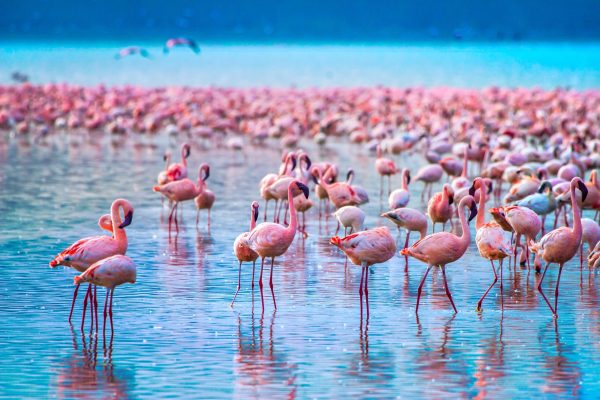 Serene Lake Nakuru National Park Day Trip (From $250 PP)