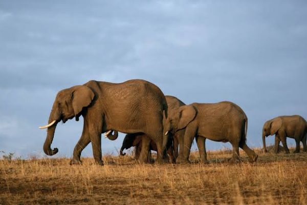 2-Day Tsavo East Private Safari (From $590 PP)